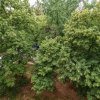 Apartament 2 camere decomandat Politehnica